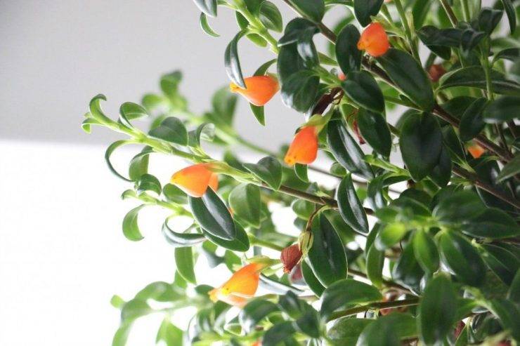 Нематантус: уход в домашних условиях, виды растения, фото цветов гипоцирта