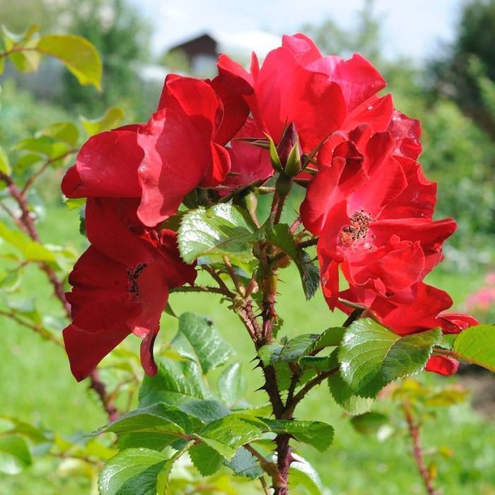 Розы флорибунда, что это такое, как сажать и ухаживать? бесподобные кружевные розы роза раффлз дрим энциклопедия роз