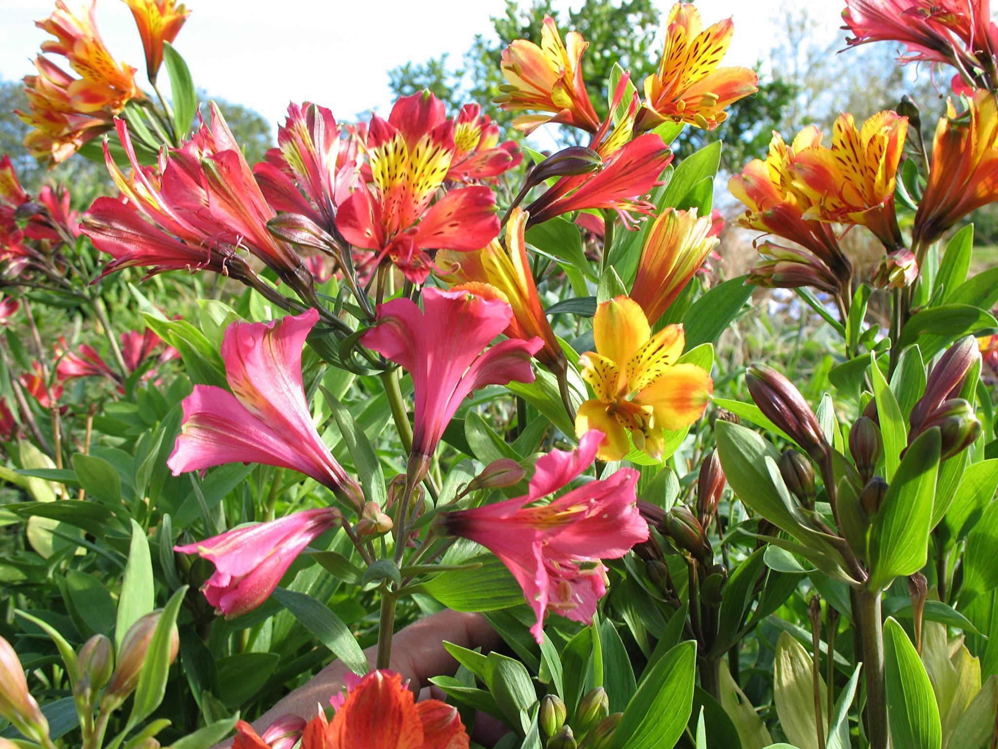 Альстромерия - уход за садовым цветком | виды и сорта