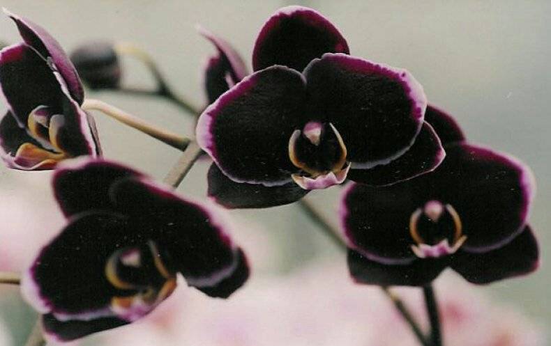 Экзотичная черная орхидея: описание, особенности ухода, болезни и вредители