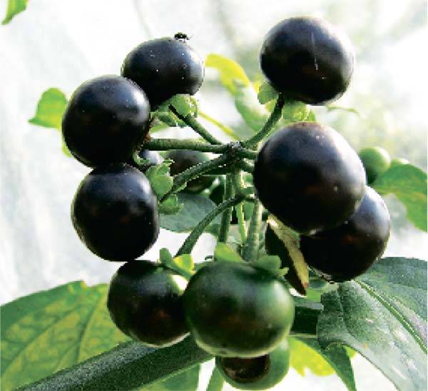 Паслен черный — ядовитая ягода в народной медицине ✚