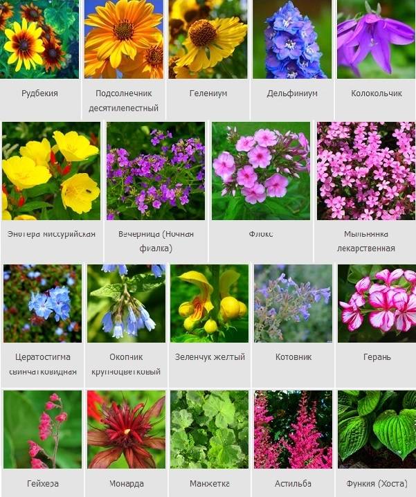 Фото однолетних и многолетних садовых цветов с названиями