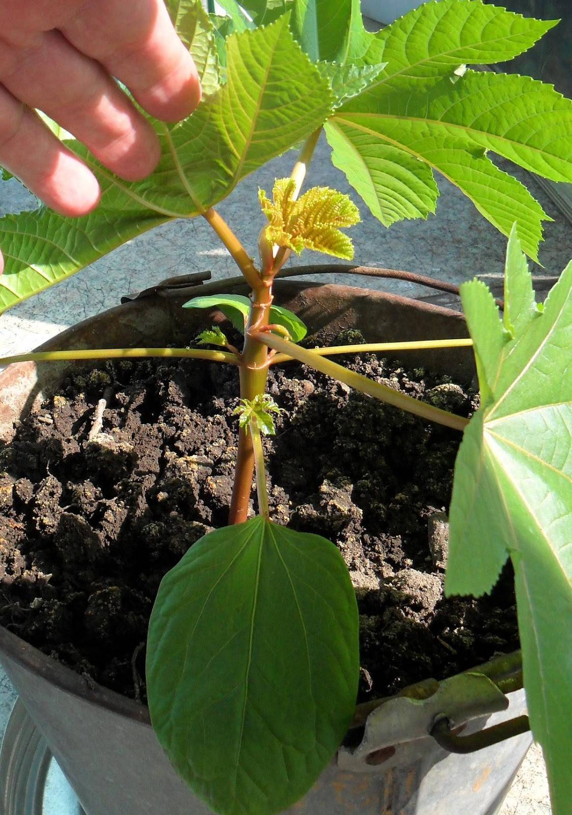 Растение клещевина: посадка и уход, фото, выращивание из семян в открытом грунте