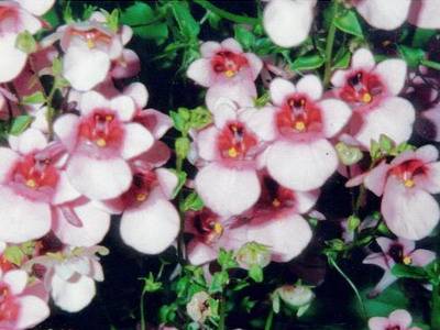 Цветок диасция: посадка, уход и выращивание из семян в открытом грунте, сорта, виды с фото и описанием