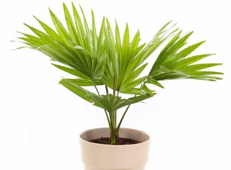 Пальма ливистона – уход в домашних условиях. выращивание ливистоны, пересадка и размножение. описание. фото