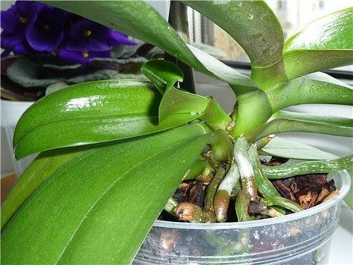 Много цветов не бывает, или как правильно пересадить детку орхидеи в домашних условиях?