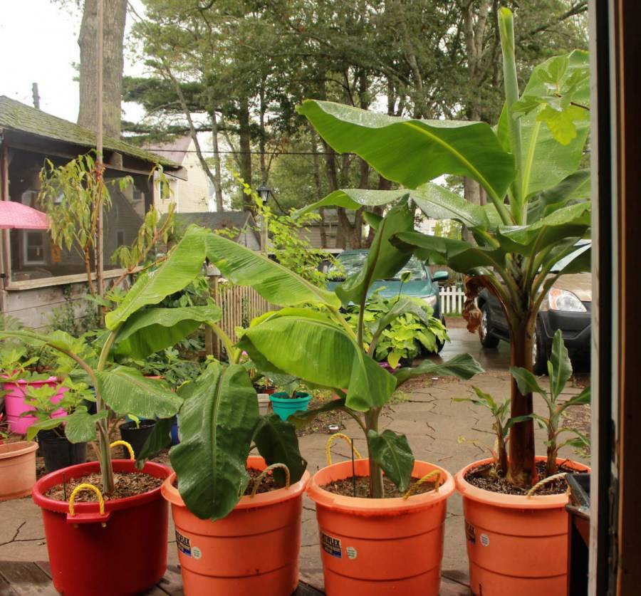 Как вырастить банан в домашних условиях из семян