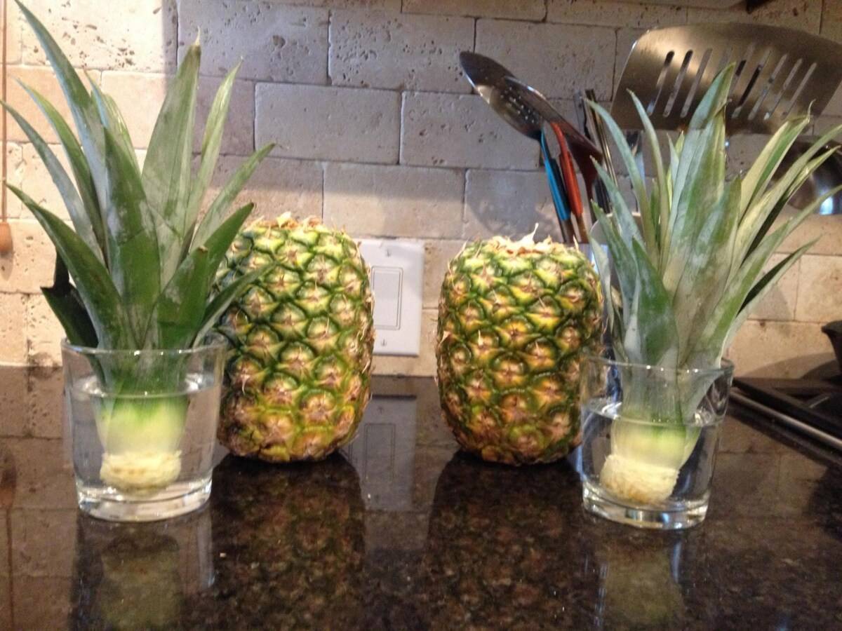 Комнатный ананас: уход в домашних условиях, размножение, фото