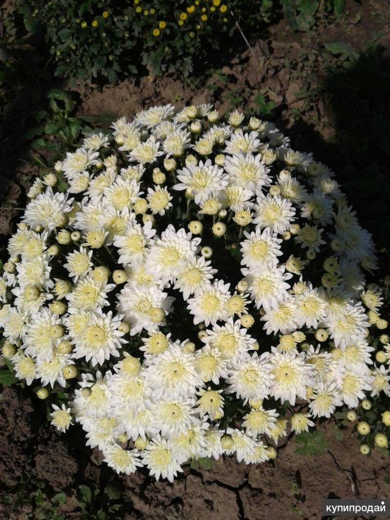 Хризантемы кустовые посадка и уход в открытом грунте весной