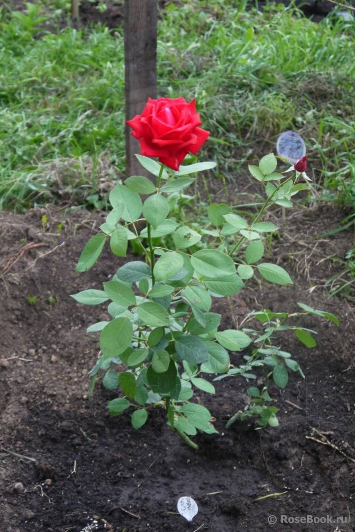 Роза софи лорен (sophia loren) — описание сортового куста