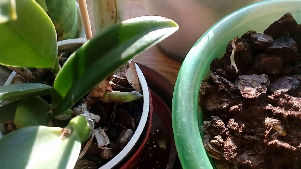 Способы размножения орхидей: черенками, делением, цветоносом, псевдобульбами | мир садоводства