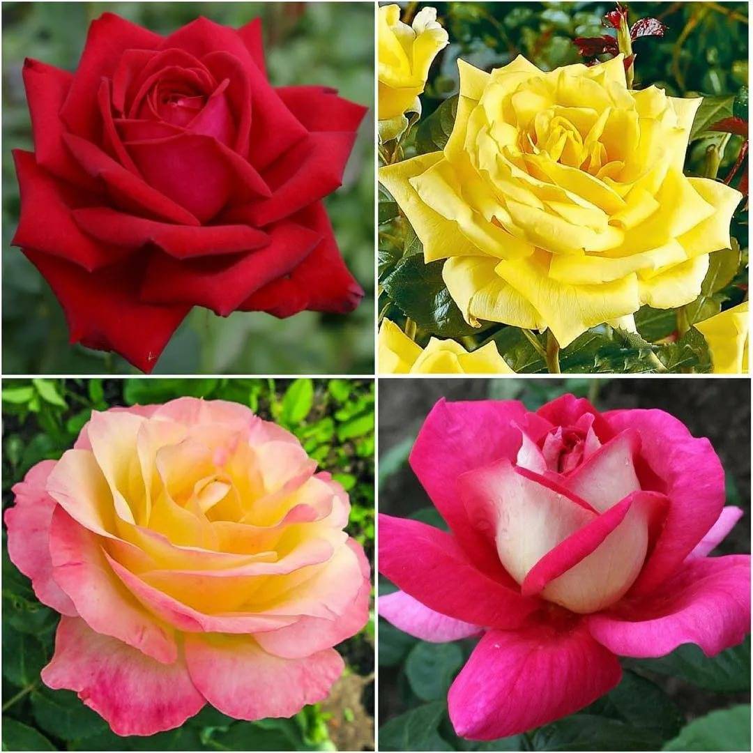 Самые душистые сорта роз: названия и описание с фото