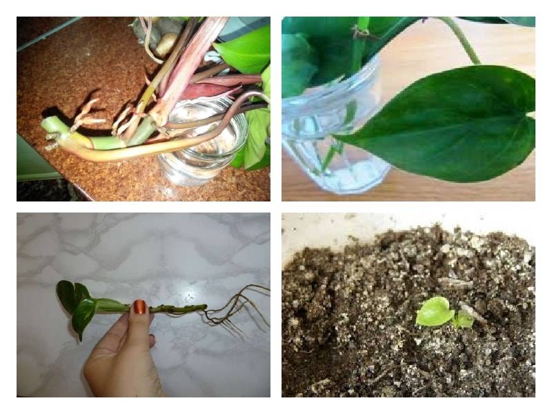 12 секретов выращивания филодендронов. уход в домашних условиях. фото — ботаничка.ru