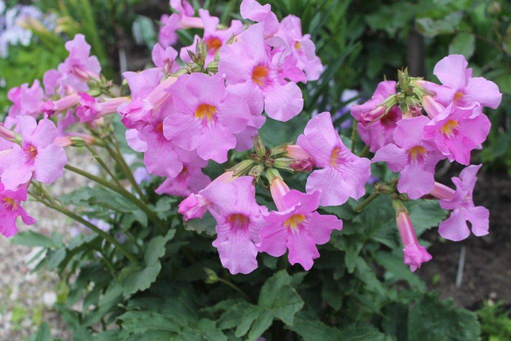 Цветок инкарвиллея делавея: выращивание и уход, посадка из семян