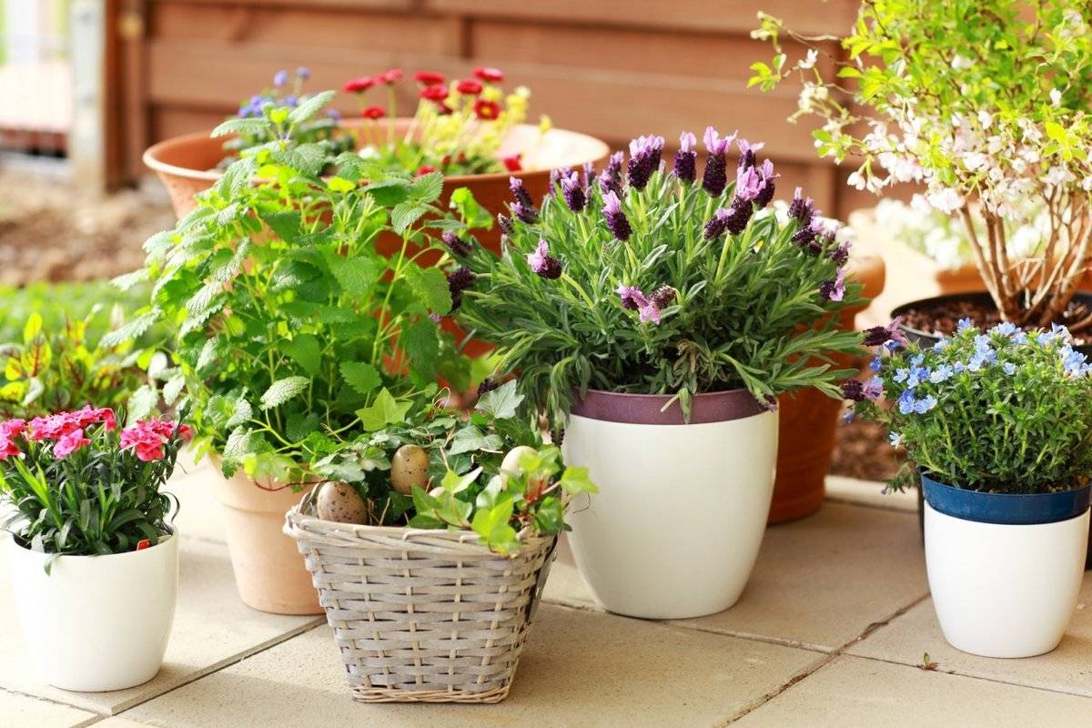 Осенние советы по уходу за комнатными растениями. уход за цветущими растениями