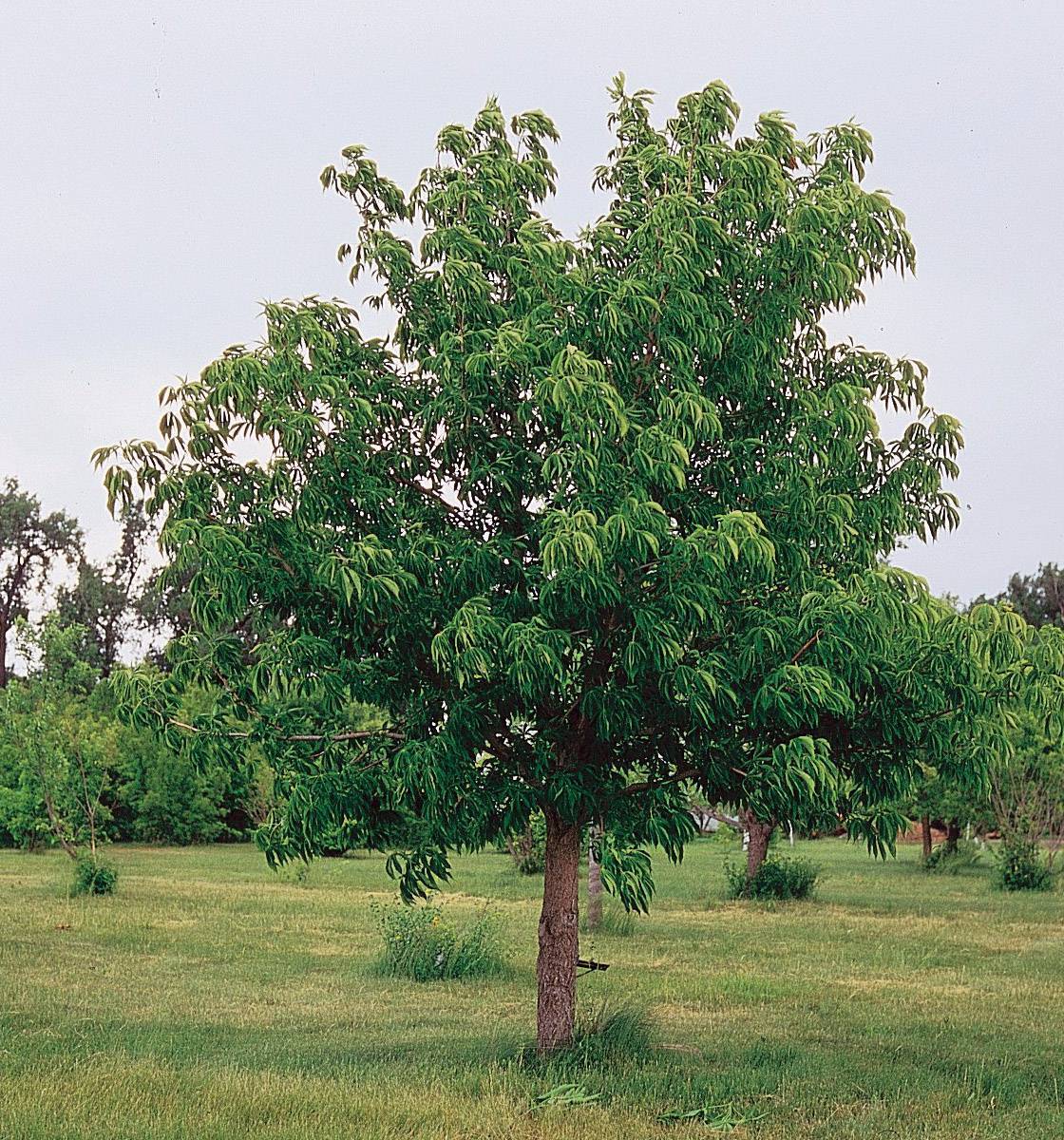 Дерево каштан – требования к посадке и уходу - ландшафтник