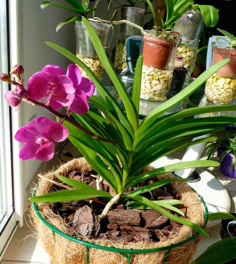 Орхидеи ваниль (ванильная, ванилла) - описание сорта, уход в домашних условиях и фото вариегатного вида