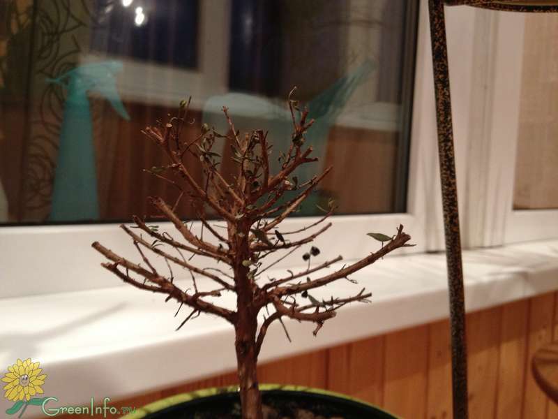 Почему сохнут кончики листьев у комнатных растений? фото — ботаничка.ru