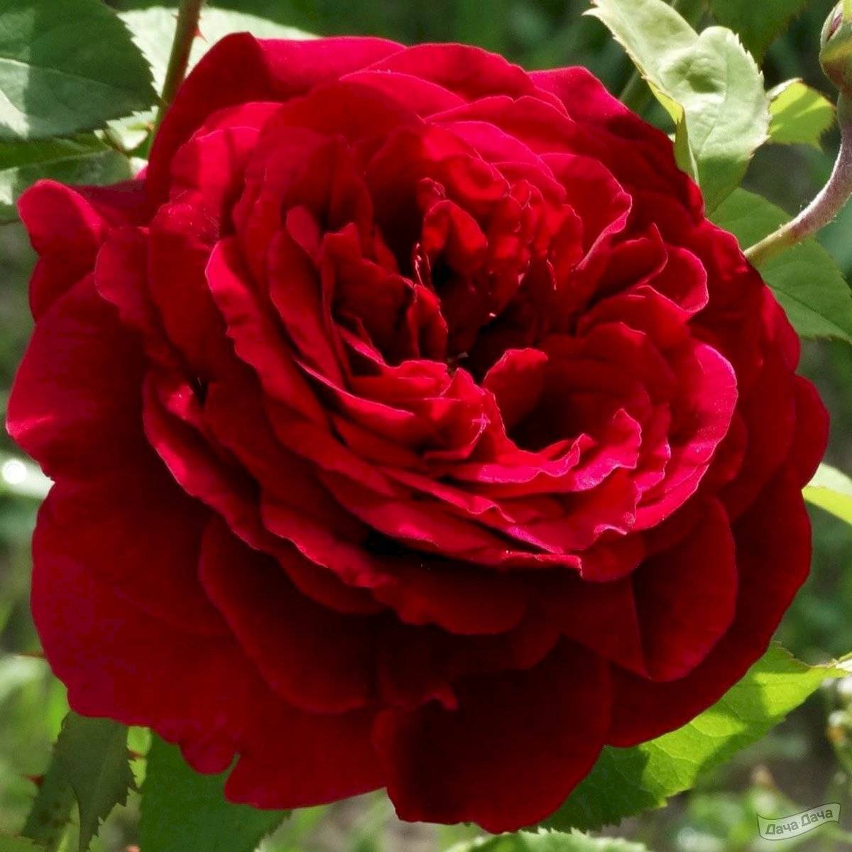 30 сортов роз дэвида остина с описанием и фото