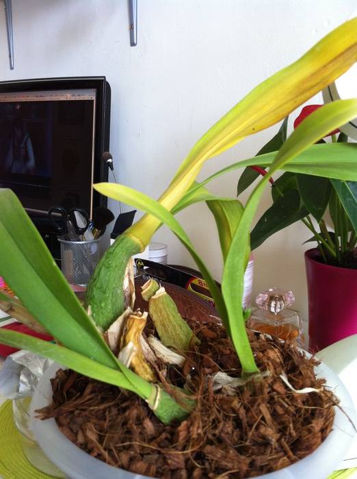 Орхидея онцидиум: уход в домашних условиях, размножение, пересадка, почему желтеет