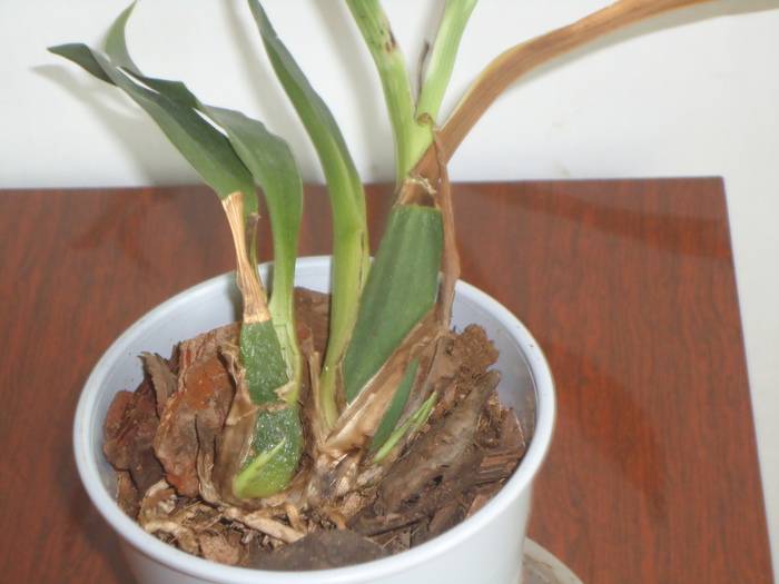 Орхидея камбрия: сорта с фото, уход в домашних условиях