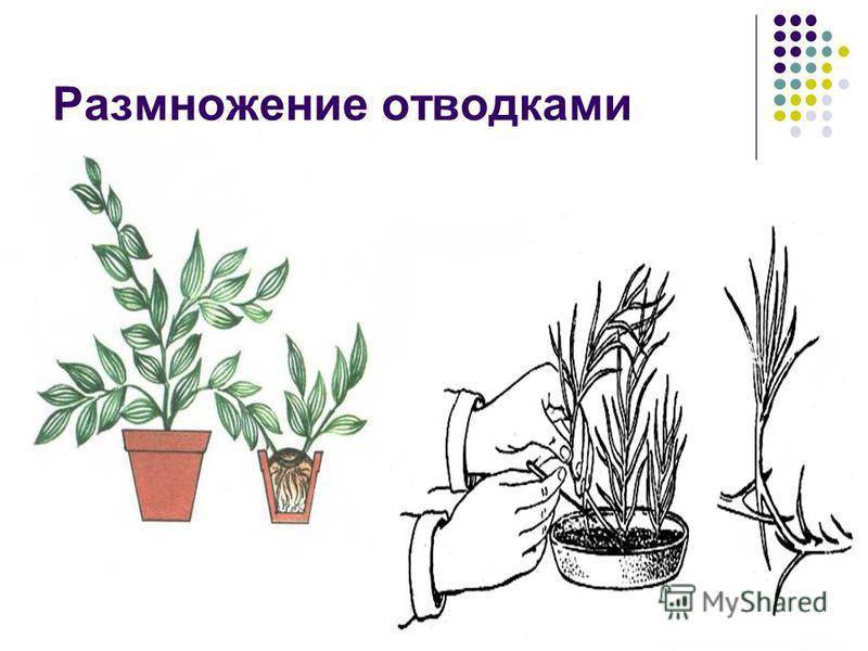 ᐉ цветок седум: уход в домашних условиях, фото и виды, размножение и пересадка - roza-zanoza.ru