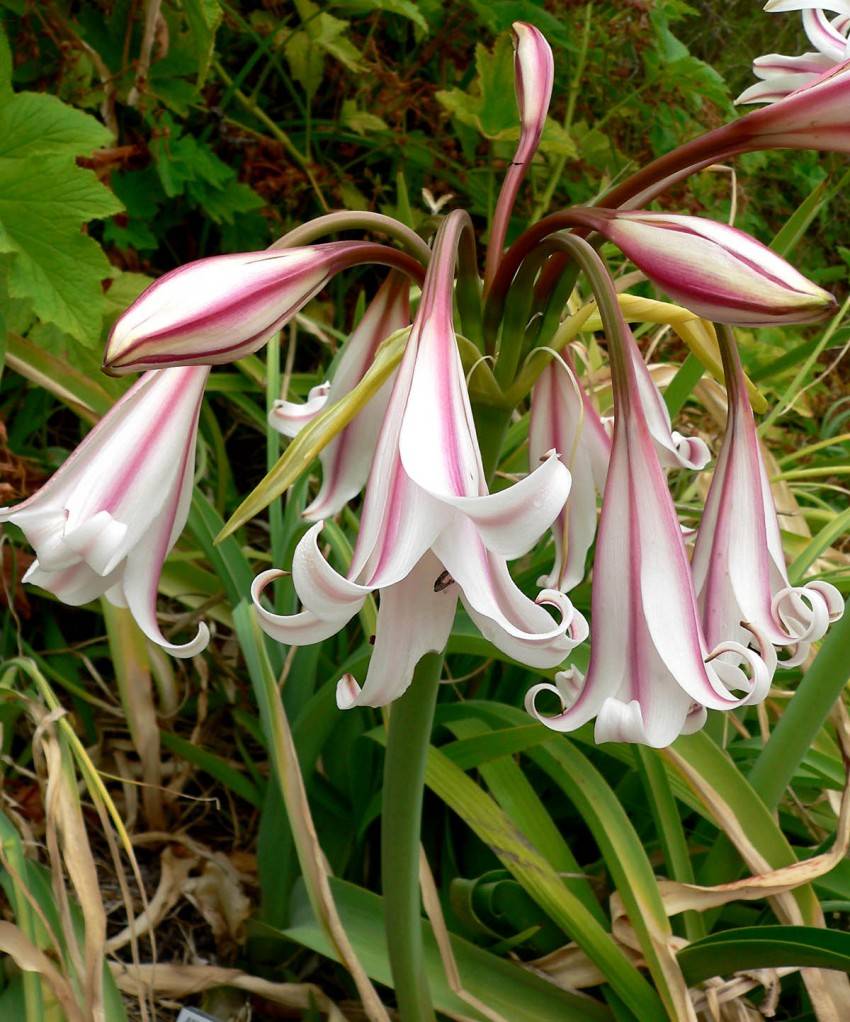 Комнатный и садовый цветок кринум: виды и сорта с фото