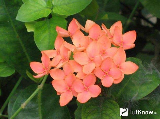 Цветок иксора: растение в домашних условиях, уход