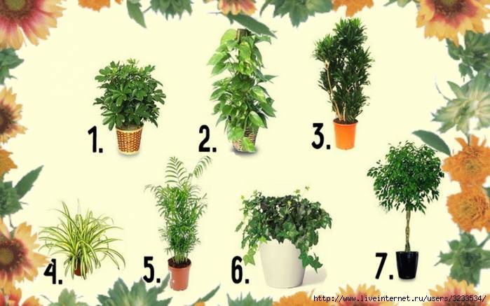 Комнатные растения, которые очищают воздух — правда или миф