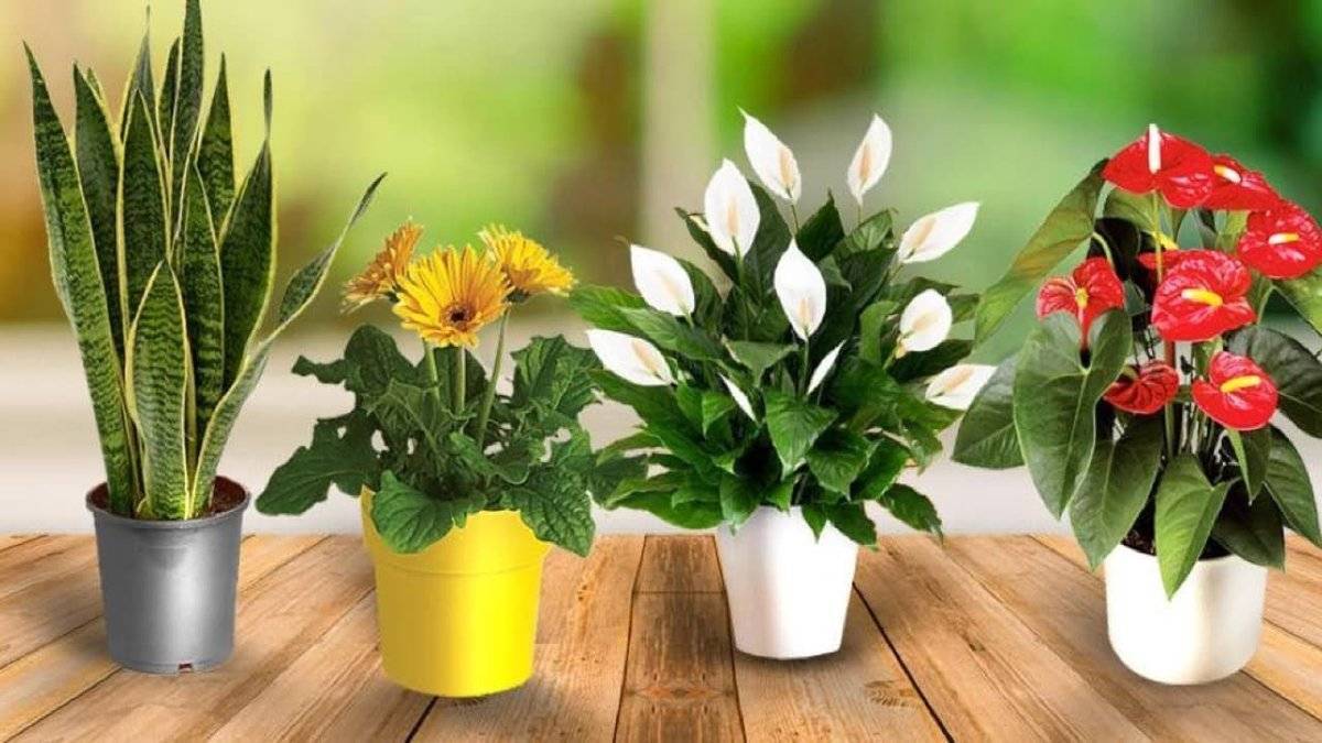 13 комнатных растений, которые легко вырастить из семян в домашних условиях. фото — ботаничка.ru