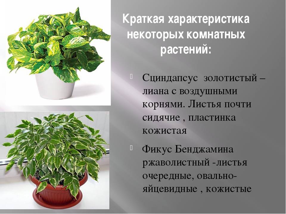 Неприхотливые комнатные растения: 35 разновидностей с названиями, описаниями и фото + критерии выбора и правила ухода