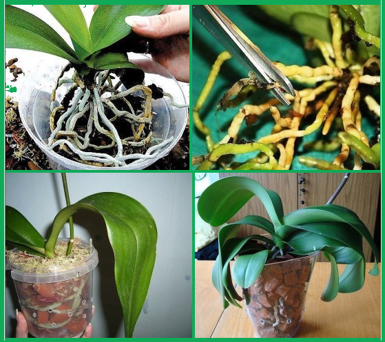 Пересадка орхидеи в домашних условиях: правила и пошаговая инструкция