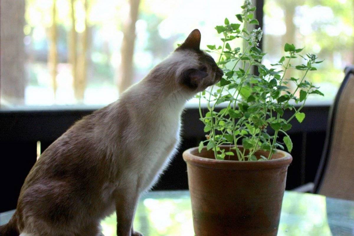 Комнатные растения безопасные для кошки