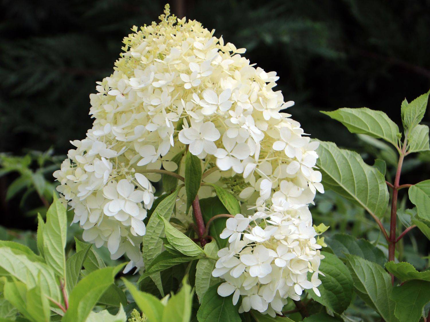 Выращивание метельчатой гортензии коттон крем (hydrangea paniculata cotton cream)