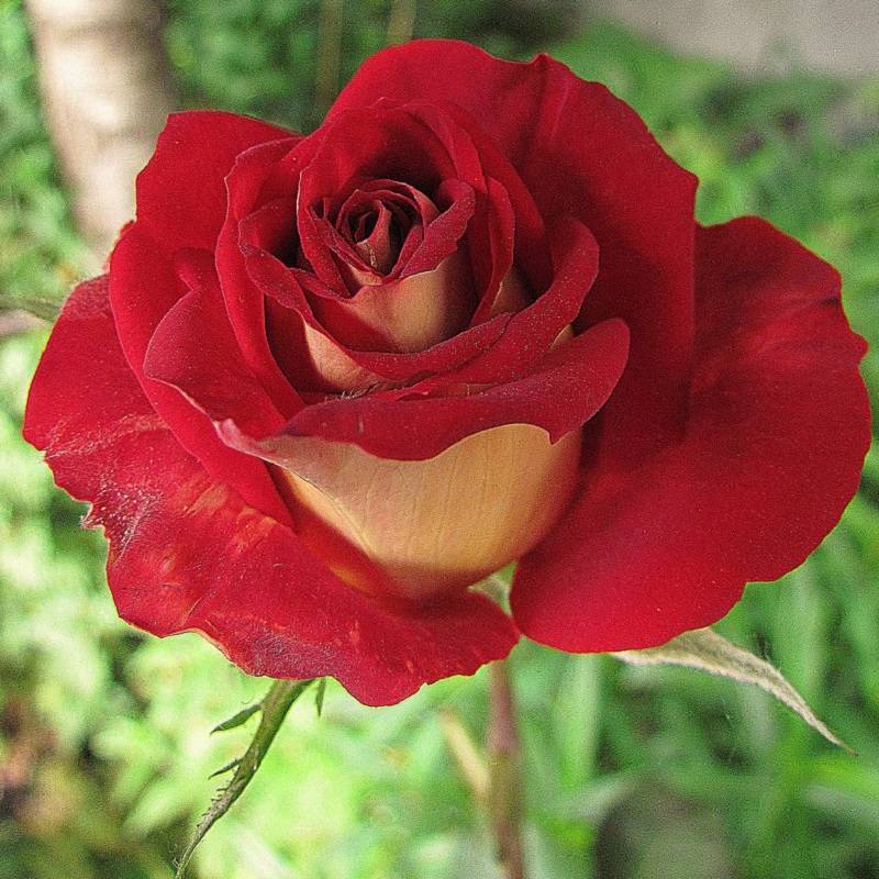 Чайно-гибридные розы и флорибунда: отличие и сходства, лучшие сорта