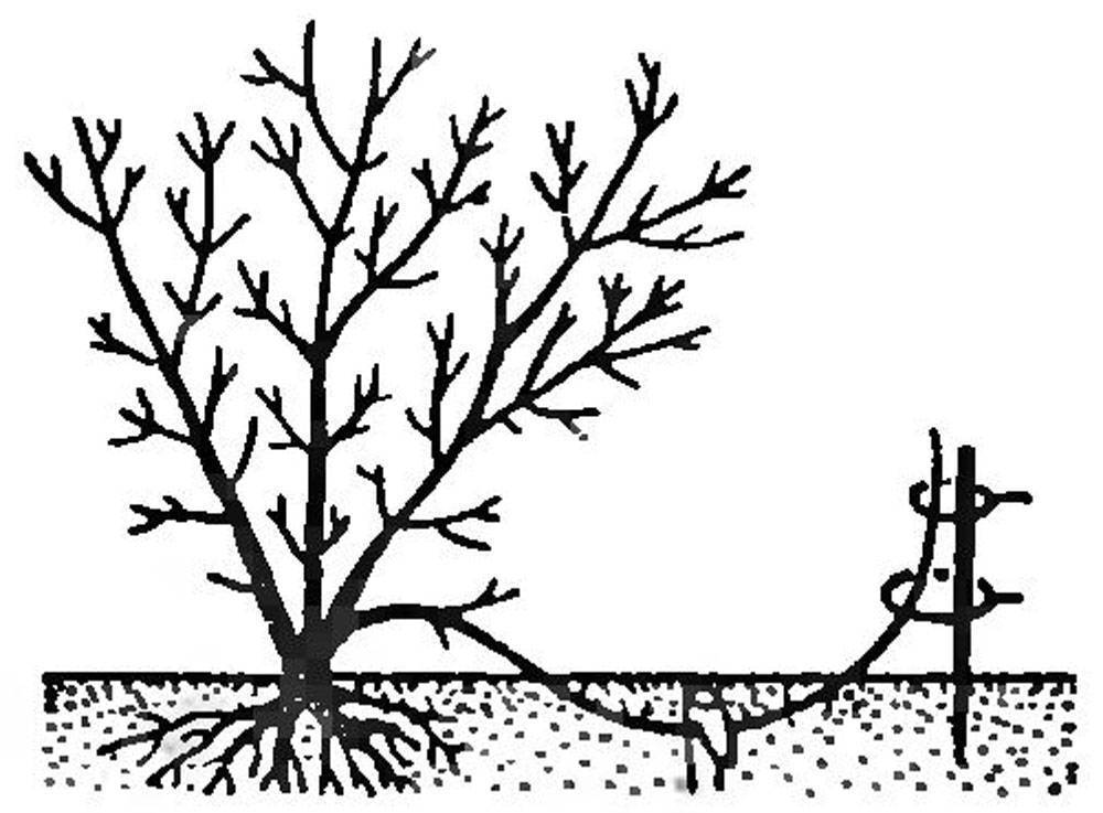 Размножение жасмина черенками, укоренением ветки и делением куста: посадка и уход