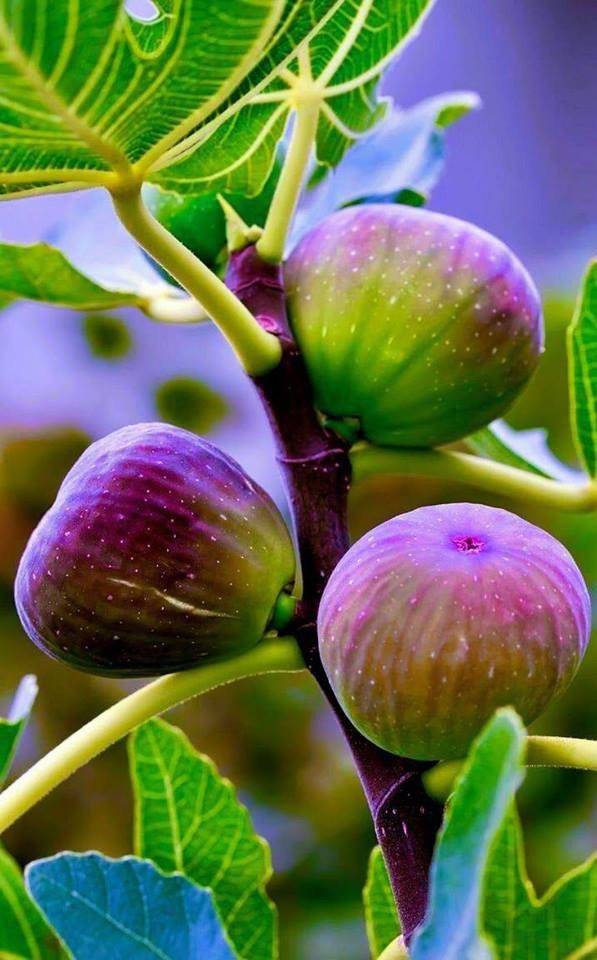 Фиговое дерево или инжир — описание, как выглядит плод