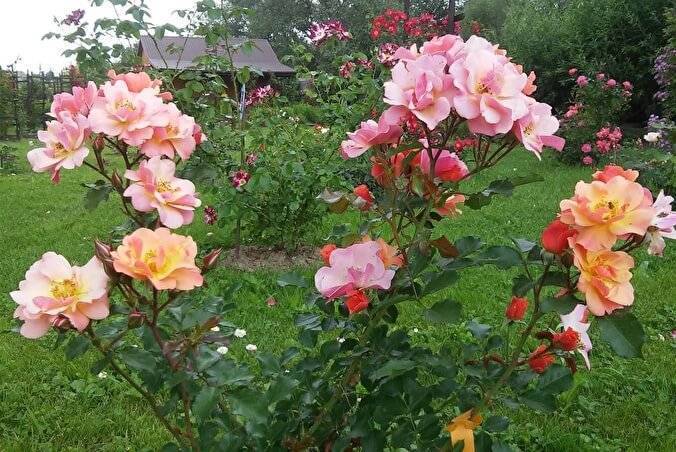 Выбор почвопокровных роз для сада. фото, посадка и уход