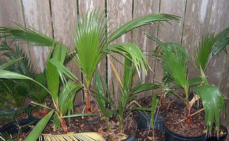 Вашингтония: правила выращивания веерной пальмы в помещении