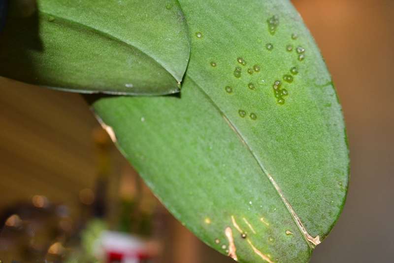 Почему на листьях орхидеи липкие капли что делать