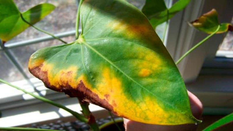 Почему у антуриума сохнут листья и какими способами можно спасти растение?