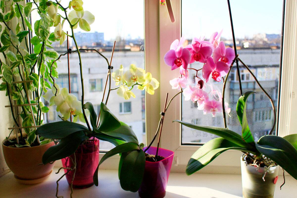Como recuperar una orquídea