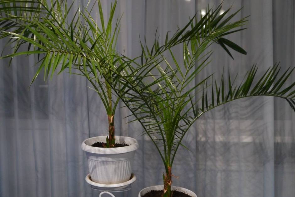 Финиковая пальма — как вырастить дома