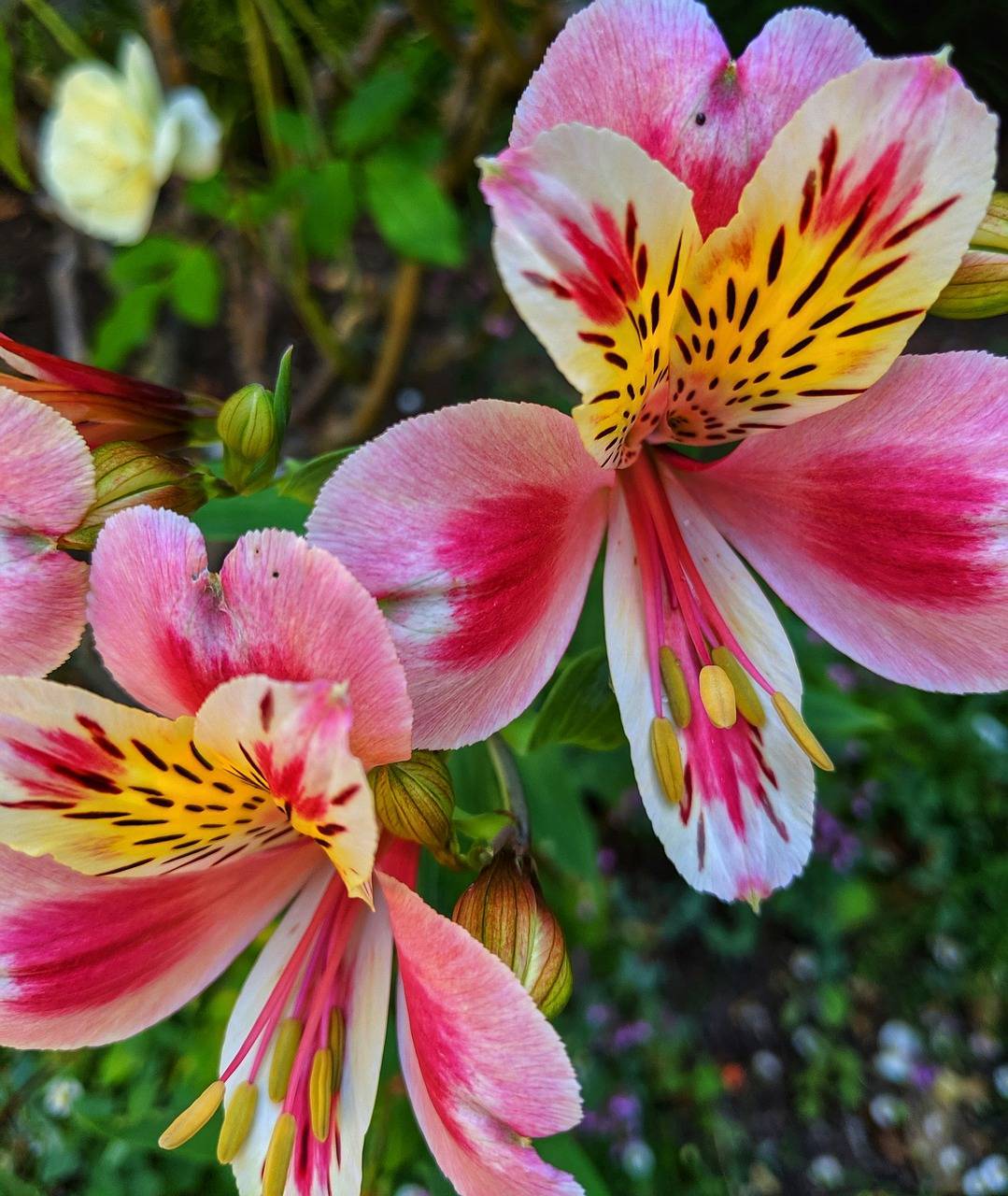 Цветы альстромерия: выращивание в саду, теплице и дома