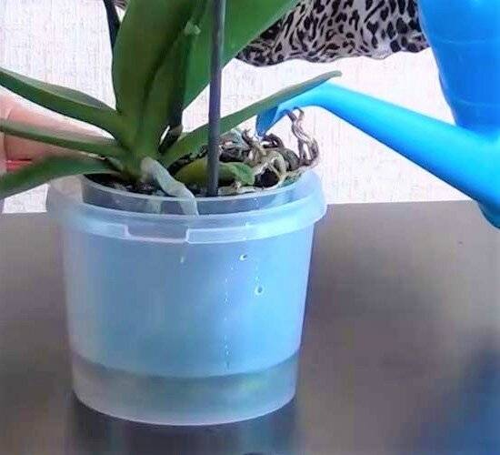 Почему не цветет орхидея — что делать, чтобы зацвела в домашних условиях?