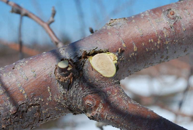 Чем можно обработать срез дерева после обрезки?