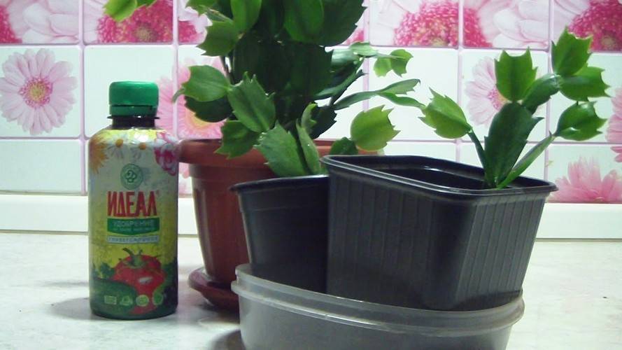 Удобрения для комнатных растений и цветов в домашних условиях: как приготовить