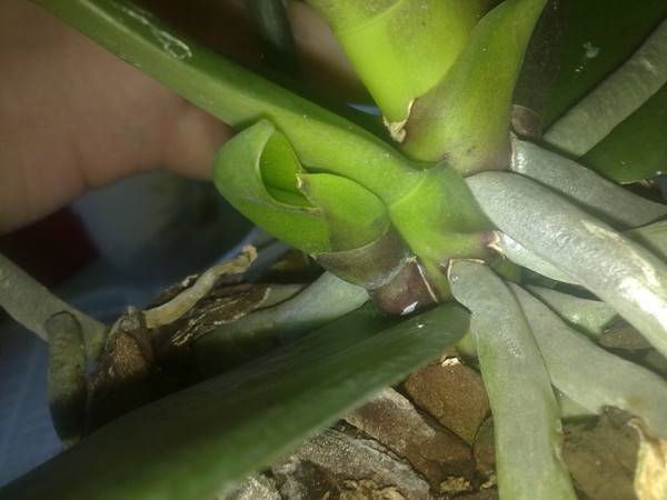 Новая орхидея из корня: секреты размножения цветка воздушными и обычными корешками