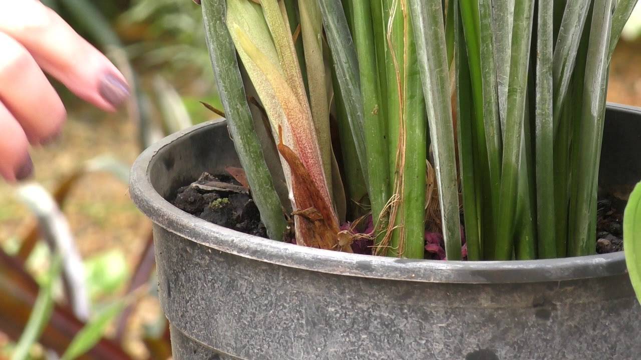 Аспидистра - 130 фото и видео уроки по выращиванию и размножению растения в домашних условиях