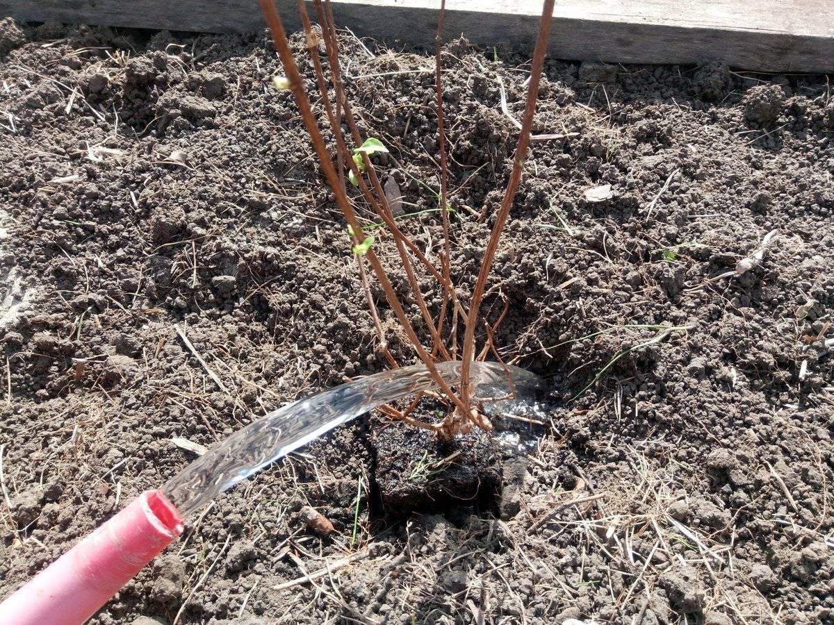 Как правильно посадить гортензию метельчатую весной в открытый грунт